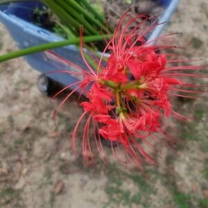 Vibrant Red Spider Lily